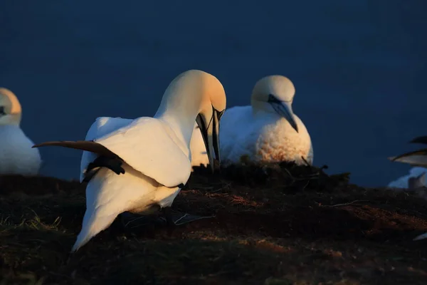 Northern Gannet Morus Bassanus Heligoland Sziget Németország — Stock Fotó