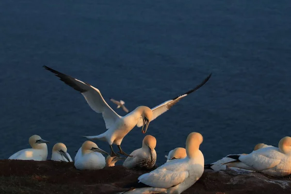 Northern Gannet Morus Bassanus Island Heligoland Alemanha — Fotografia de Stock