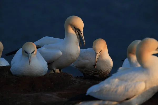 Northern Gannet Morus Bassanus Heligoland Sziget Németország — Stock Fotó