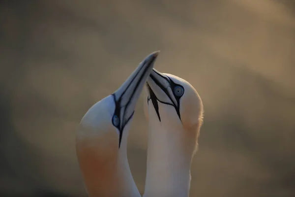 Northern Gannet Morus Bassanus Island Heligoland Germany — Stock Photo, Image