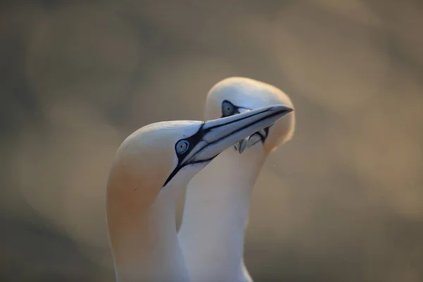 Northern Gannet Morus Bassanus Island Heligoland Germany — Stock Photo, Image