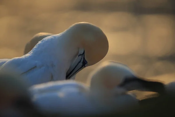 Kuzey Gannet Morus Bassanus Heligoland Adası Almanya — Stok fotoğraf