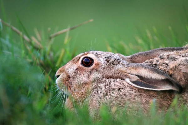 Lepre Europea Lepus Europaeus — Foto Stock