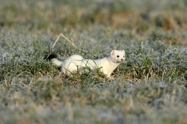 Stoat Mustela Erminea Νυφίτσα Μικρή Ουρά Στο Φυσικό Ενδιαίτημα Γερμανία — Φωτογραφία Αρχείου