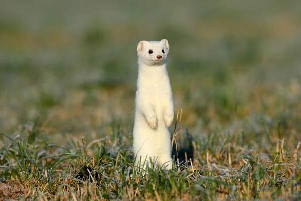 Stoat Mustela Erminea Νυφίτσα Μικρή Ουρά Στο Φυσικό Ενδιαίτημα Γερμανία — Φωτογραφία Αρχείου