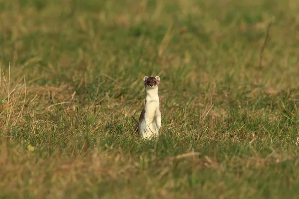Stoat Mustela Erminea Short Tailed Weasel Natural Habitat Germany — Stock Photo, Image