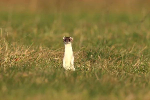 Gelincik Mustela Erminea Almanya Nın Doğal Ortamında Kısa Kuyruklu Gelincik — Stok fotoğraf