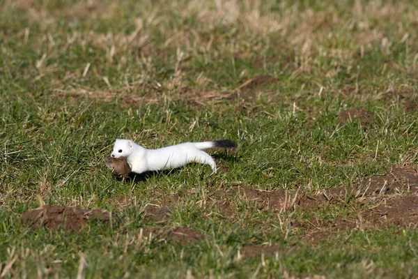 Stoat Mustela Erminea Νυφίτσα Μικρή Ουρά Στο Φυσικό Ενδιαίτημα Γερμανία — Φωτογραφία Αρχείου