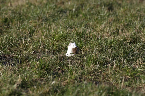 Stoat Mustela Erminea Rövid Farkú Menyét Természetes Élőhelyen Németország — Stock Fotó