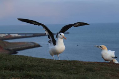 Black-browed Albatros ( Thalassarche melanophris ) or Mollymawk Helgoland Island,North Sea,  Germany clipart