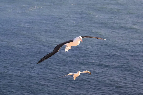 Μαυρόσυλα Albatros Thalassarche Melanophris Mollymawk Helgoland Island Βόρεια Θάλασσα Γερμανία — Φωτογραφία Αρχείου