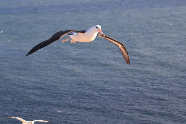 Чорнобрововані Альбатроси Thalassarche Melanophris Або Острів Моллімаук Гельголанд Північне Море — стокове фото