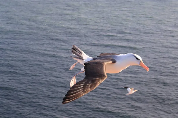 Sort Browed Albatros Thalassarche Melanophris Eller Mollymawk Helgoland Island Nordsøen - Stock-foto
