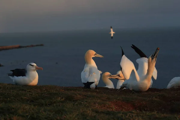 Albatros Testa Preta Thalassarche Melanophris Mollymawk Helgoland Island Mar Norte — Fotografia de Stock