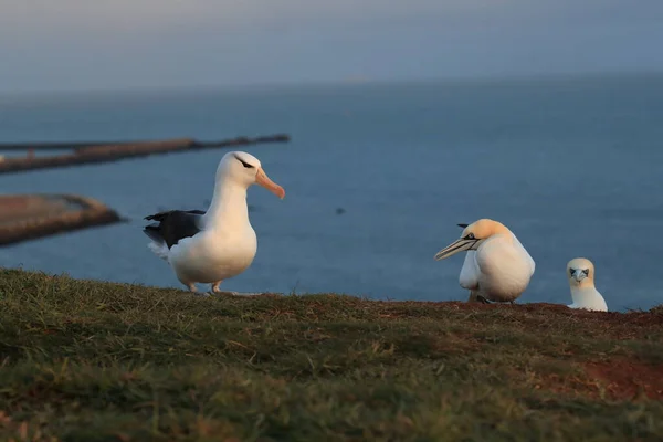 Fekete Böngészésű Albatros Thalassarche Melanophris Vagy Mollymawk Helgoland Island Északi — Stock Fotó