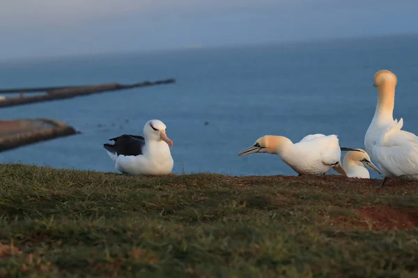 Albatros Testa Preta Thalassarche Melanophris Mollymawk Helgoland Island Mar Norte — Fotografia de Stock