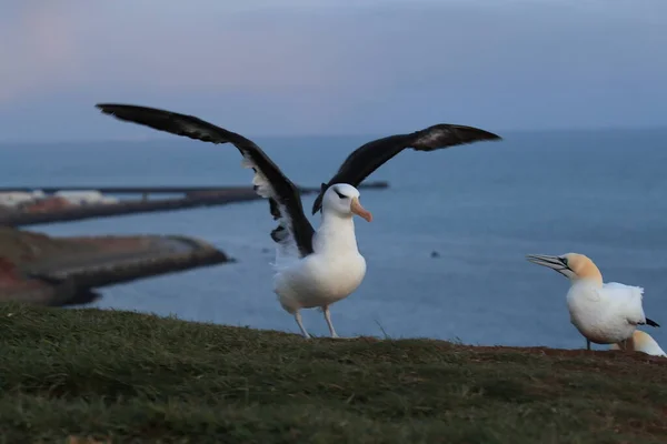 Fekete Böngészésű Albatros Thalassarche Melanophris Vagy Mollymawk Helgoland Island Északi — Stock Fotó