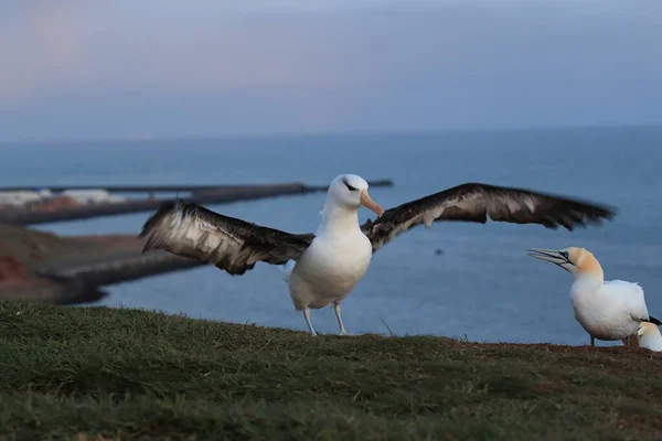 Albatros Testa Preta Thalassarche Melanophris Mollymawk Helgoland Island Mar Norte — Fotografia de Stock