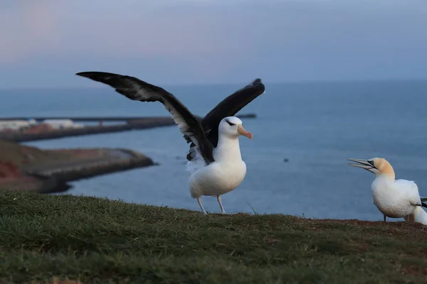 Albatros Maroniu Negru Melanofris Talasarhic Sau Insula Mollymawk Helgoland Marea — Fotografie, imagine de stoc