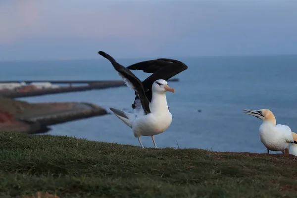 Albatros Testa Preta Thalassarche Melanophris Mollymawk Helgoland Island Mar Norte — Fotografia de Stock