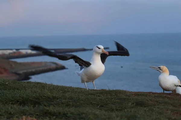 Fekete Böngészésű Albatros Thalassarche Melanophris Vagy Mollymawk Helgoland Island Északi — Stock Fotó