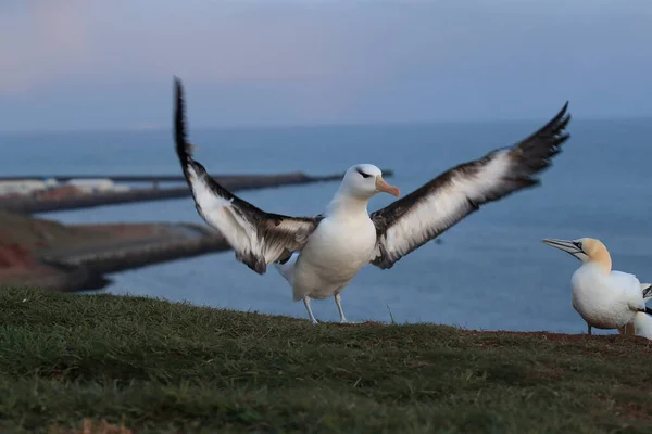 Albatros Testa Preta Thalassarche Melanophris Mollymawk Helgoland Island Mar Norte — Fotografia de Stock