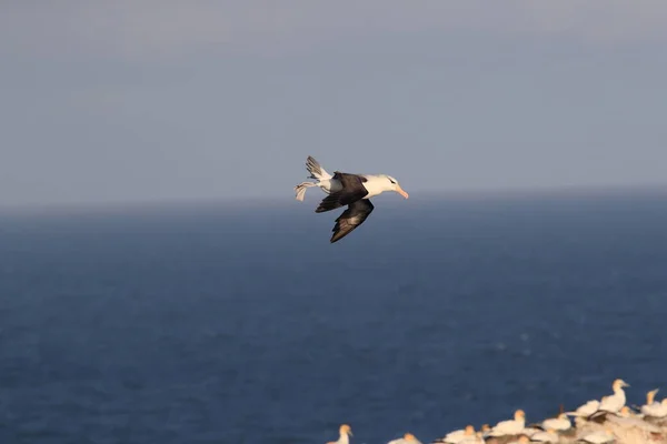 Kara Kaşlı Albatros Thalassarche Melanofrisi Veya Mollymawk Helgoland Adası Kuzey — Stok fotoğraf