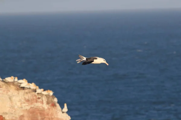 Albatros Cejas Negras Thalassarche Melanophris Mollymawk Helgoland Island Mar Del —  Fotos de Stock