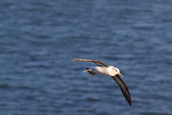 Чорнобрововані Альбатроси Thalassarche Melanophris Або Острів Моллімаук Гельголанд Північне Море — стокове фото