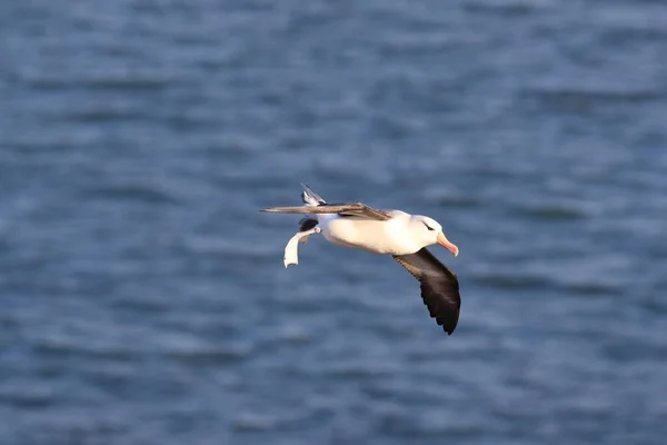 Albatros Černý Thalassarche Melanophris Nebo Mollymawk Helgoland Island Severní Moře — Stock fotografie