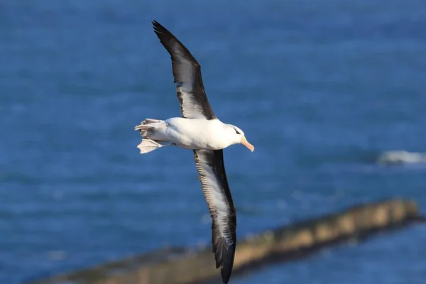 Albatros Thalassarche Melanophris Mollymawk Helgoland Island Северное Море Германия — стоковое фото