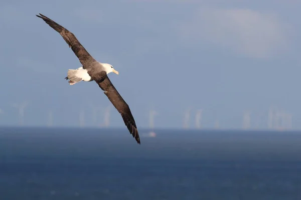 Fekete Böngészésű Albatros Thalassarche Melanophris Vagy Mollymawk Helgoland Island Északi — Stock Fotó