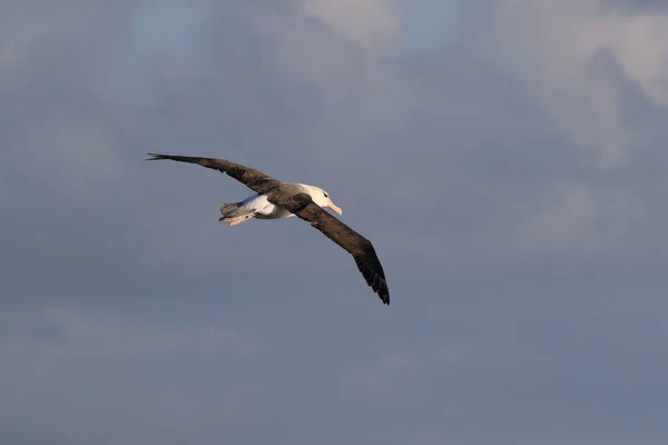 Albatros Thalassarche Melanophris Lub Wyspa Mollymawk Helgoland Morze Północne Niemcy — Zdjęcie stockowe