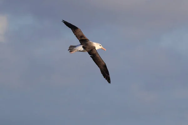 Albatros Testa Preta Thalassarche Melanophris Mollymawk Helgoland Island Mar Norte — Fotografia de Stock