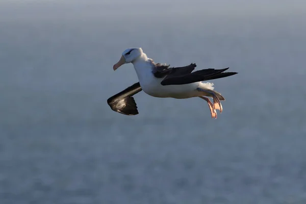 Fekete Böngészésű Albatros Thalassarche Melanophris Vagy Mollymawk Helgoland Island Északi — Stock Fotó