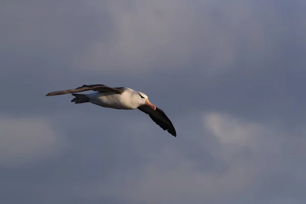 Чорнобрововані Альбатроси Thalassarche Melanophris Або Острів Моллімаук Гельголанд Північне Море — стокове фото