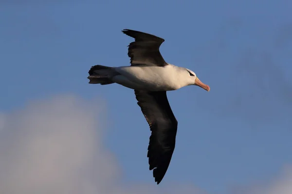 Albatros Testa Preta Thalassarche Melanophris Mollymawk Helgoland Island Mar Norte — Fotografia de Stock