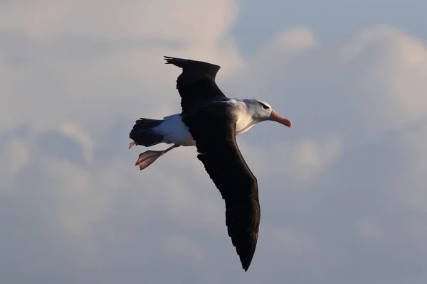 Albatros Thalassarche Melanophris Mollymawk Helgoland Island Северное Море Германия — стоковое фото