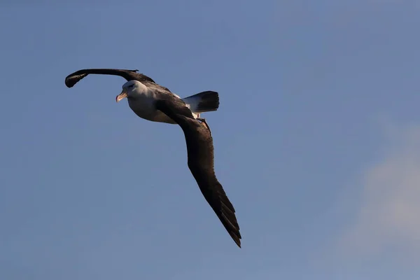 Zwarte Wenkbrauwen Albatros Thalassarche Melanophris Mollymawk Helgoland Island Noordzee Duitsland — Stockfoto