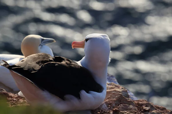 Sort Browed Albatros Thalassarche Melanophris Eller Mollymawk Helgoland Island Nordsøen - Stock-foto