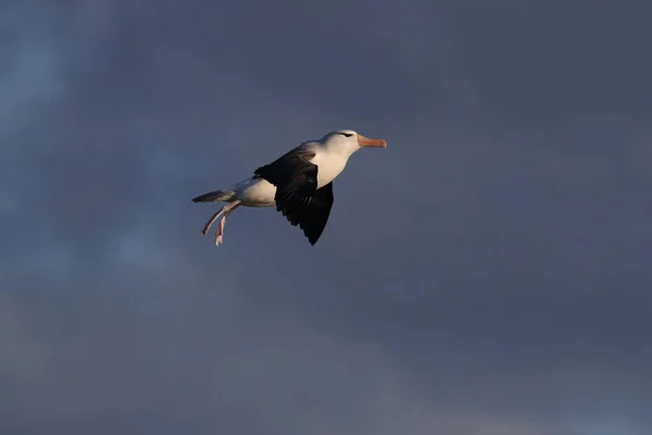 Albatros Thalassarche Melanophris Lub Wyspa Mollymawk Helgoland Morze Północne Niemcy — Zdjęcie stockowe