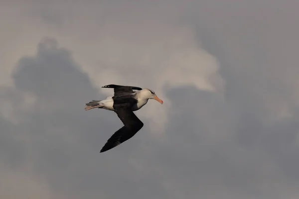 Albatros Thalassarche Melanophris Mollymawk Helgoland Island Mare Del Nord Germania — Foto Stock