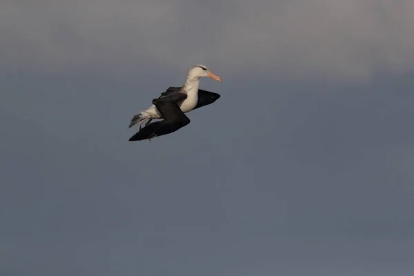 Albatros Thalassarche Melanophris Mollymawk Helgoland Island Mare Del Nord Germania — Foto Stock