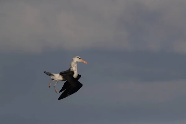 Albatros Testa Preta Thalassarche Melanophris Mollymawk Helgoland Island Mar Norte — Fotografia de Stock