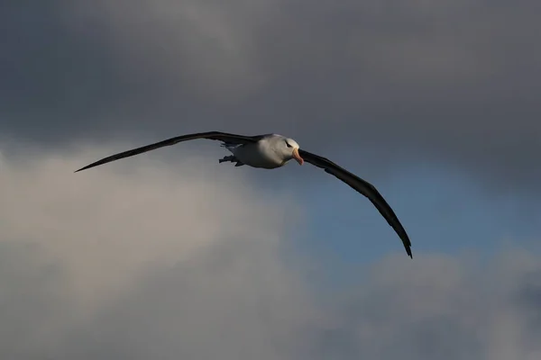 Albatros Thalassarche Melanophris Mollymawk Helgoland Island Mare Del Nord Germania — Foto Stock