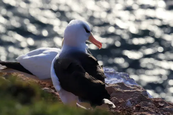 Zwarte Wenkbrauwen Albatros Thalassarche Melanophris Mollymawk Helgoland Island Noordzee Duitsland — Stockfoto