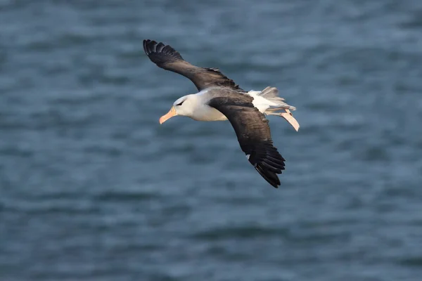 Fekete Böngészésű Albatros Thalassarche Melanophris Vagy Mollymawk Helgoland Island Északi — Stock Fotó