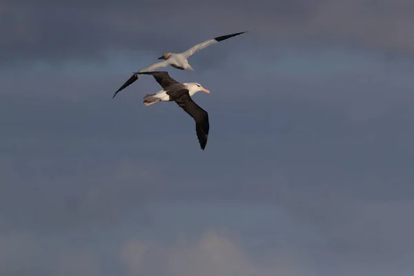 Albatros Thalassarche Melanophris Mollymawk Helgoland Island Mare Del Nord Germania — Foto Stock