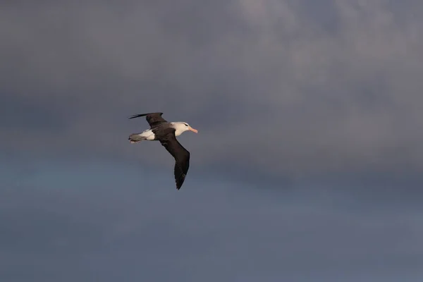 Schwarzbrauenalbatros Thalassarche Melanophris Oder Mollymawk Helgoland Insel Nordsee Deutschland — Stockfoto