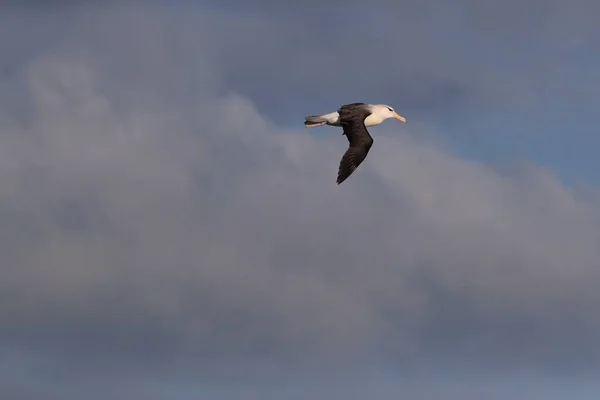Svartbrynta Albatros Thalassarche Melanophris Eller Mollymawk Helgoland Island Nordsjön Tyskland — Stockfoto